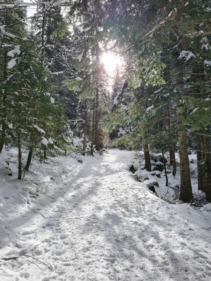 Sous les bois