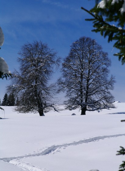 Sous les chalets de la Fullie