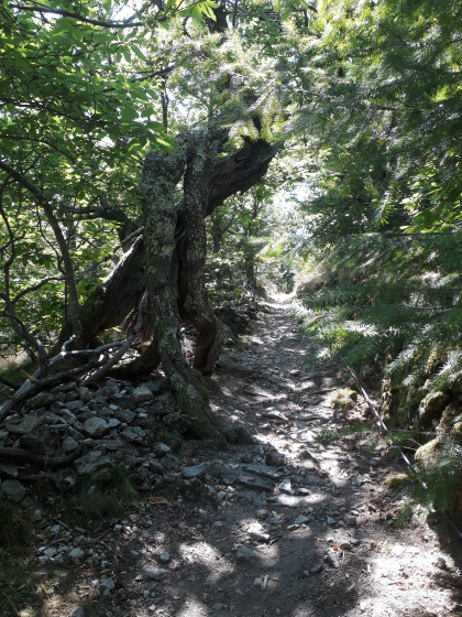 Sous les châtaigniers