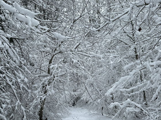 Sous les sapins enneigés