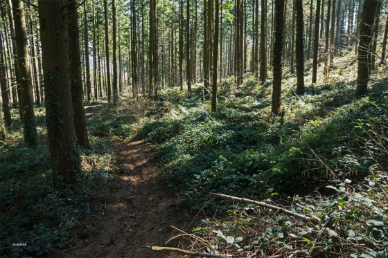 Sous les sapins