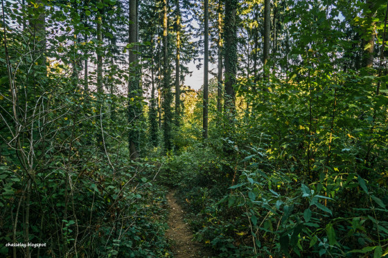 Sous les sapins