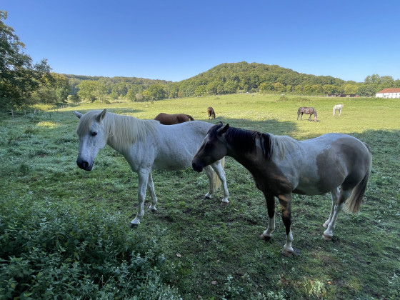 Chevaux