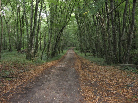 St Eloy-de-Gy. Bois Dé. Allée forestière.