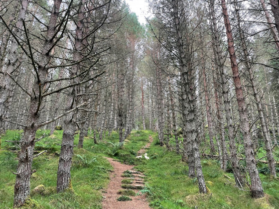 Marches pour entrer dans la for&ecirc;t.