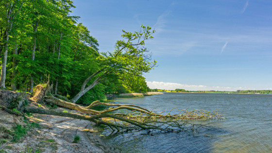 Strand an der Schlei