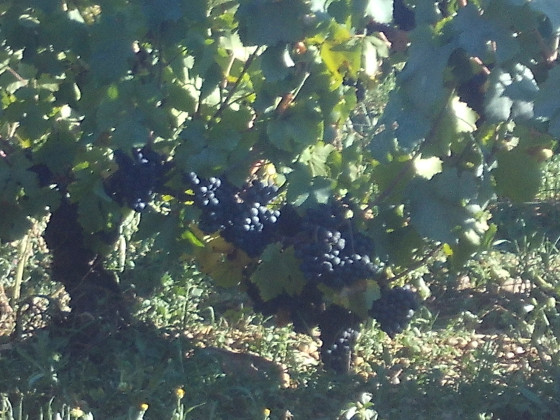 Summer grapes