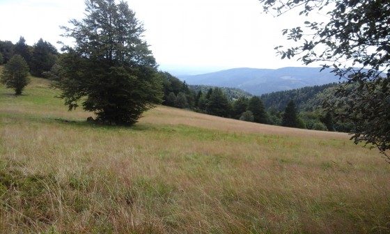 Sur la chaume