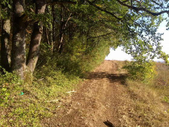 Sur la face sud, &agrave; flanc de coteau