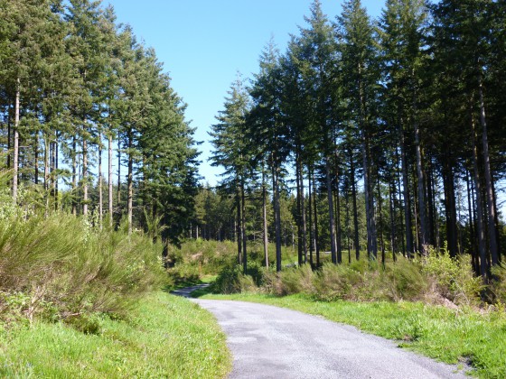 Sur la route de Campmarty