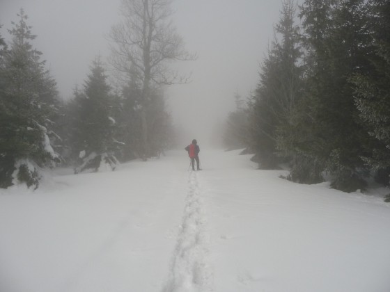 Sur la route forestière en direction de la clairière