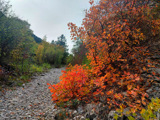 sur le chemin dans les gorges