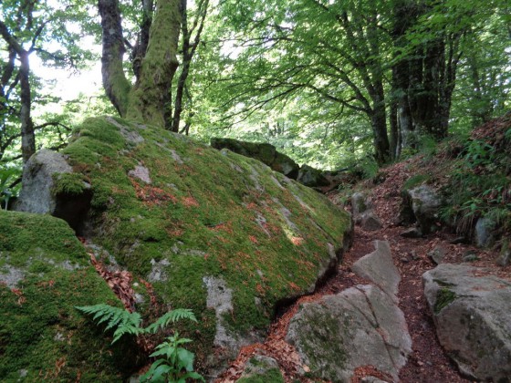 Sur le chemin de Kastelbergwasen