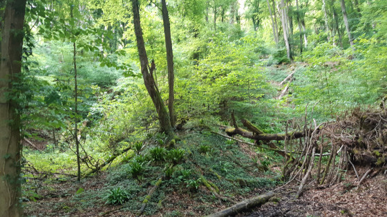 Sur le chemin du retour - Morceau de forêt près d'an der Fiels