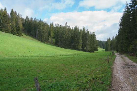 Sur le chemin forestier
