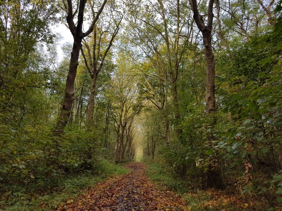 Sur le début du chemin vers le bois de Warwamme