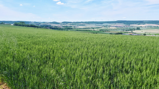 Sur le plateau avant le retour sur Château-Salins
