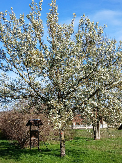 Sur le sentier Berthes Morizot