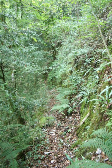 Sur le sentier des gardes envahi de ronciers