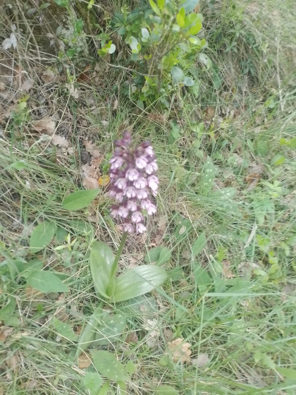 sur le sentier des orchidées