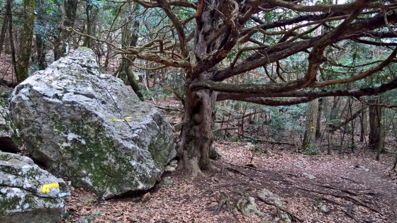 Sur le sentier merveilleux
