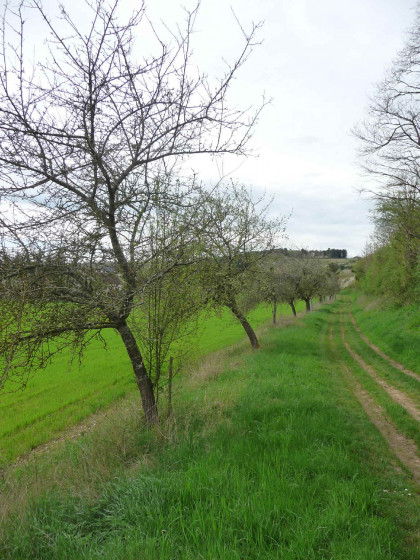 Sur les chemin des Maquisards