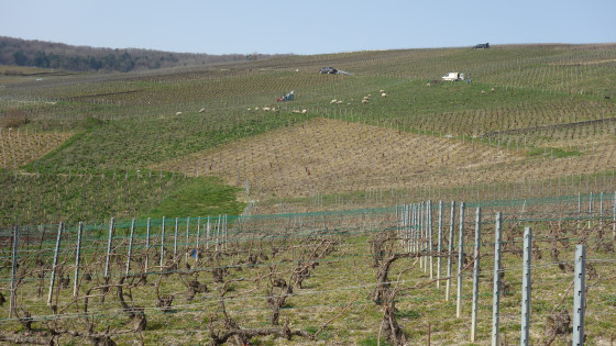 Sur les coteaux de Hautvillers