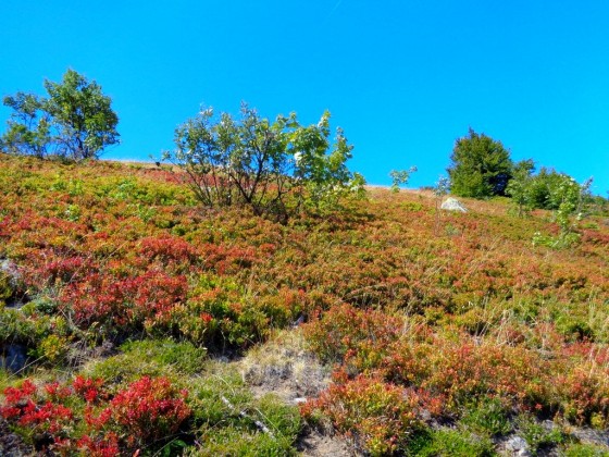 Sur les flancs du Kastelberg