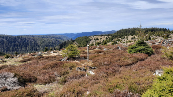 Sur les Hautes Chaumes
