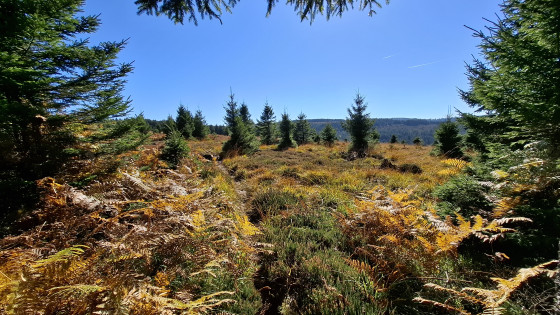 Sur les Hautes Chaumes