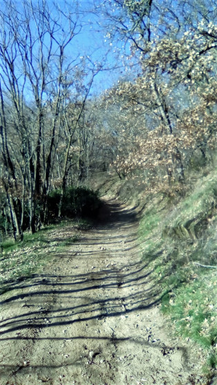 Chemin en sous-bois