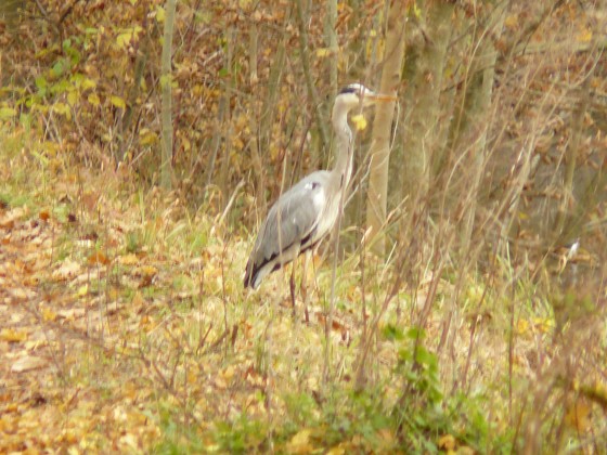 Sur les rives de l\'étang du Val d\'Or