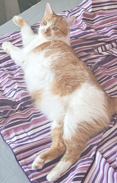 Suricate_33