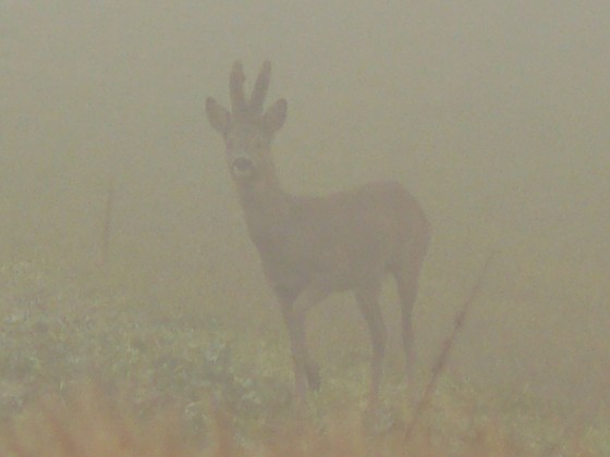 Surprise dans le brouillard
