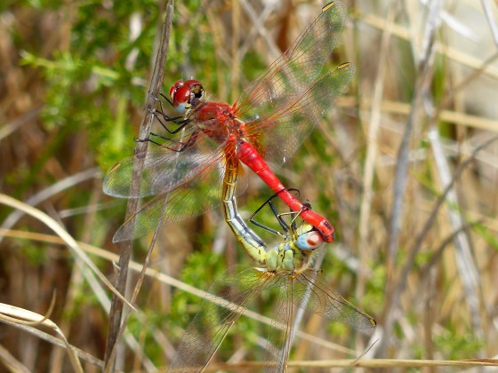 Sympétrum méridional accouplement Sympétrum méridional accouplement