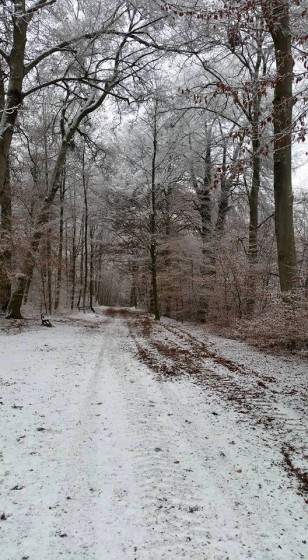 Tannenwald