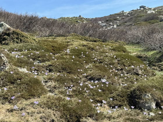 Tapis de crocus