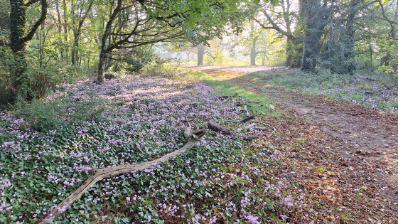 Tapis de cyclamens &agrave; la Pilardi&egrave;re