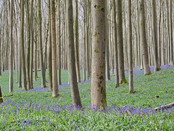 Tapis de jacinthes sauvages dans le Bois de Hal fin mars - d&eacute;but avril