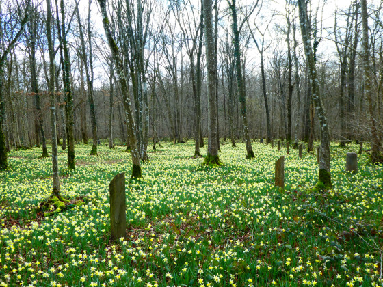 Tapis de jonquilles au printemps