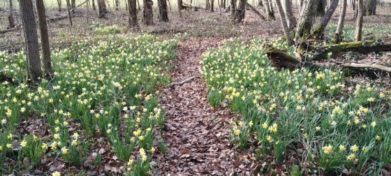 Tapis de jonquilles