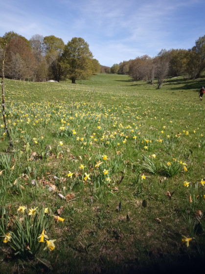 tapis jaunes en avril dans chaque clairière