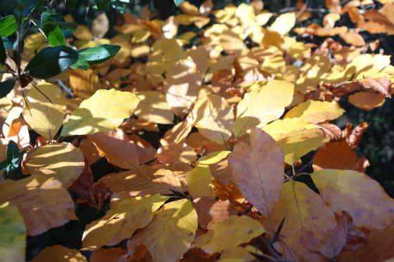 teintes d\'automne