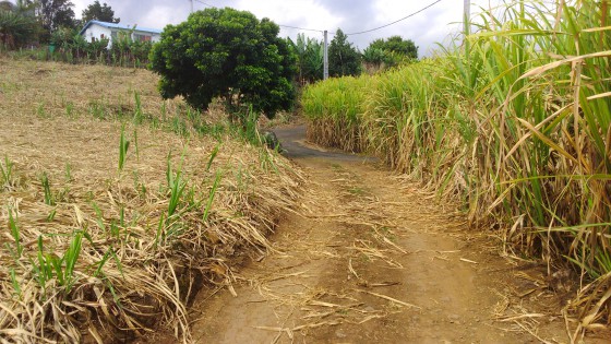 Terminus du 1er chemin de terre
