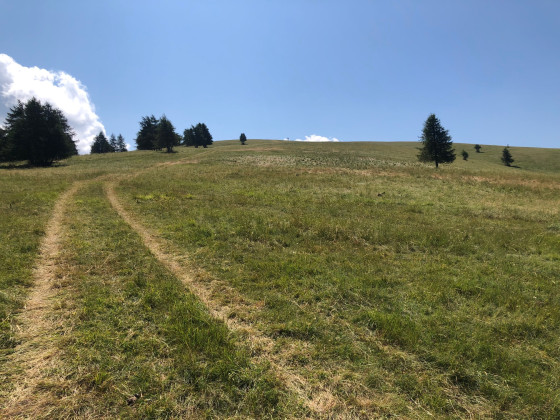 Tête du Pommier