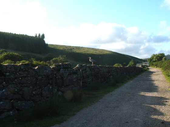 The Track towards the Farm