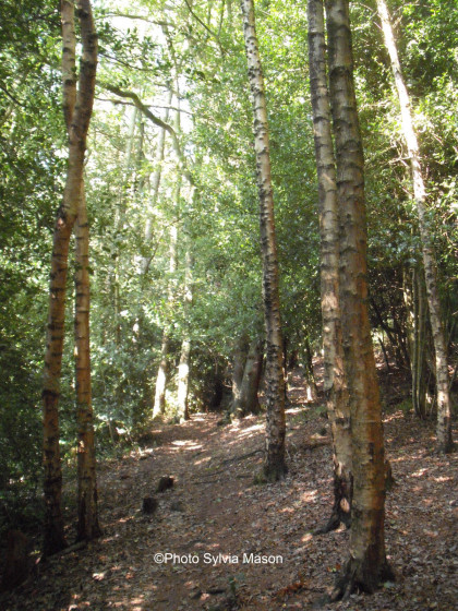 Thorp Hill wood