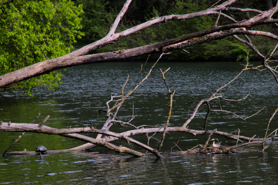 Tortue et oiseau faisant son nid