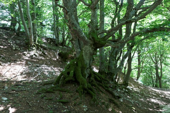Forêt de hêtres avant de rejoindre le Grp Autour du Devoluy