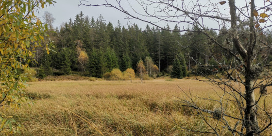 Tourbière de Jemnaufaing